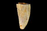 Bargain, Raptor Tooth - Real Dinosaur Tooth #149044-1